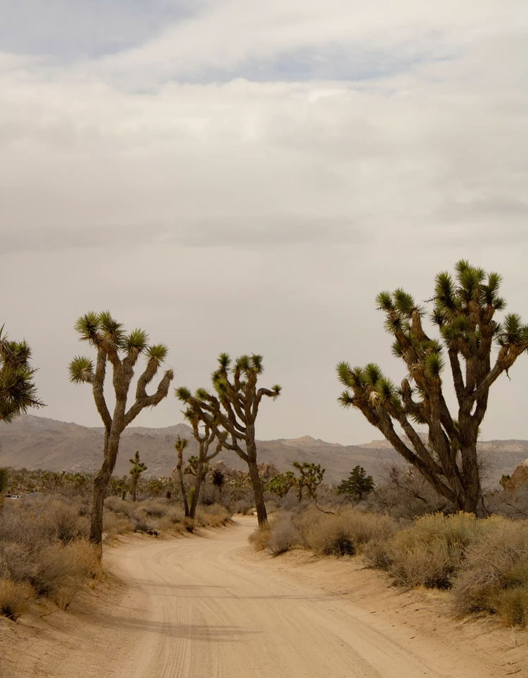 The Desert Is a State of Mind