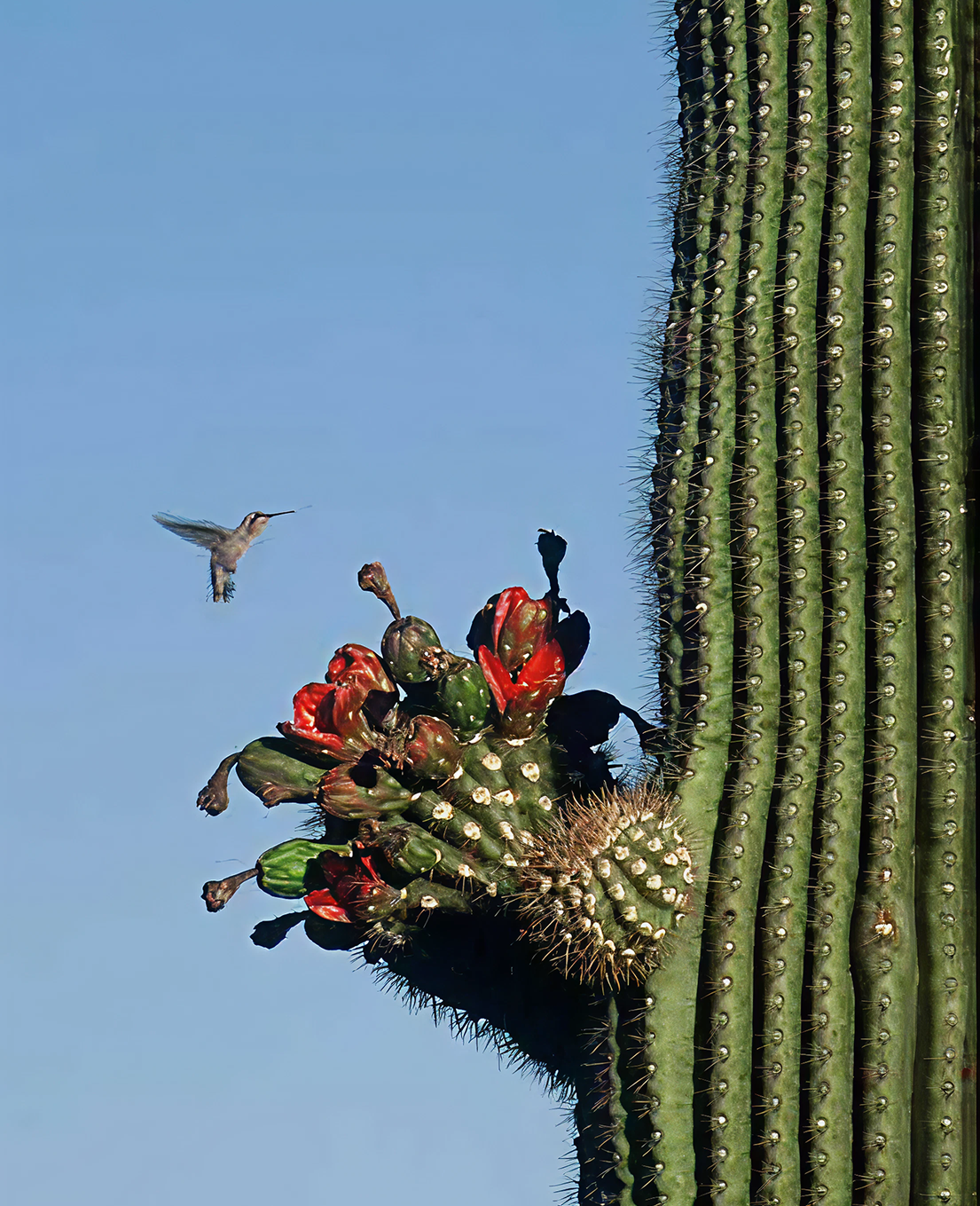 Life in the Desert & Its Skin-Saving Secrets