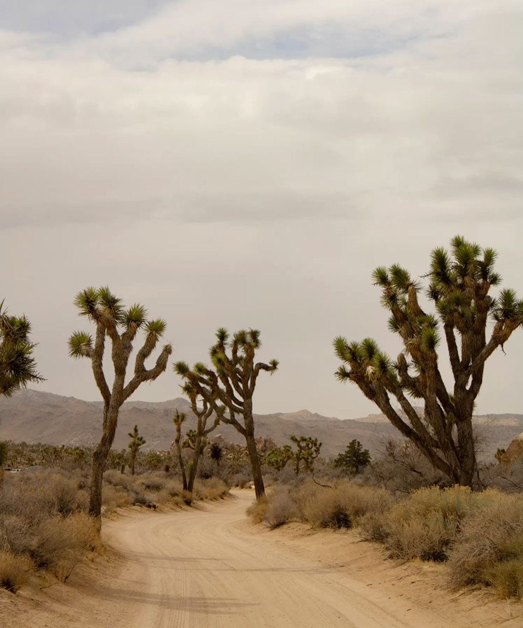 The Desert Is a State of Mind