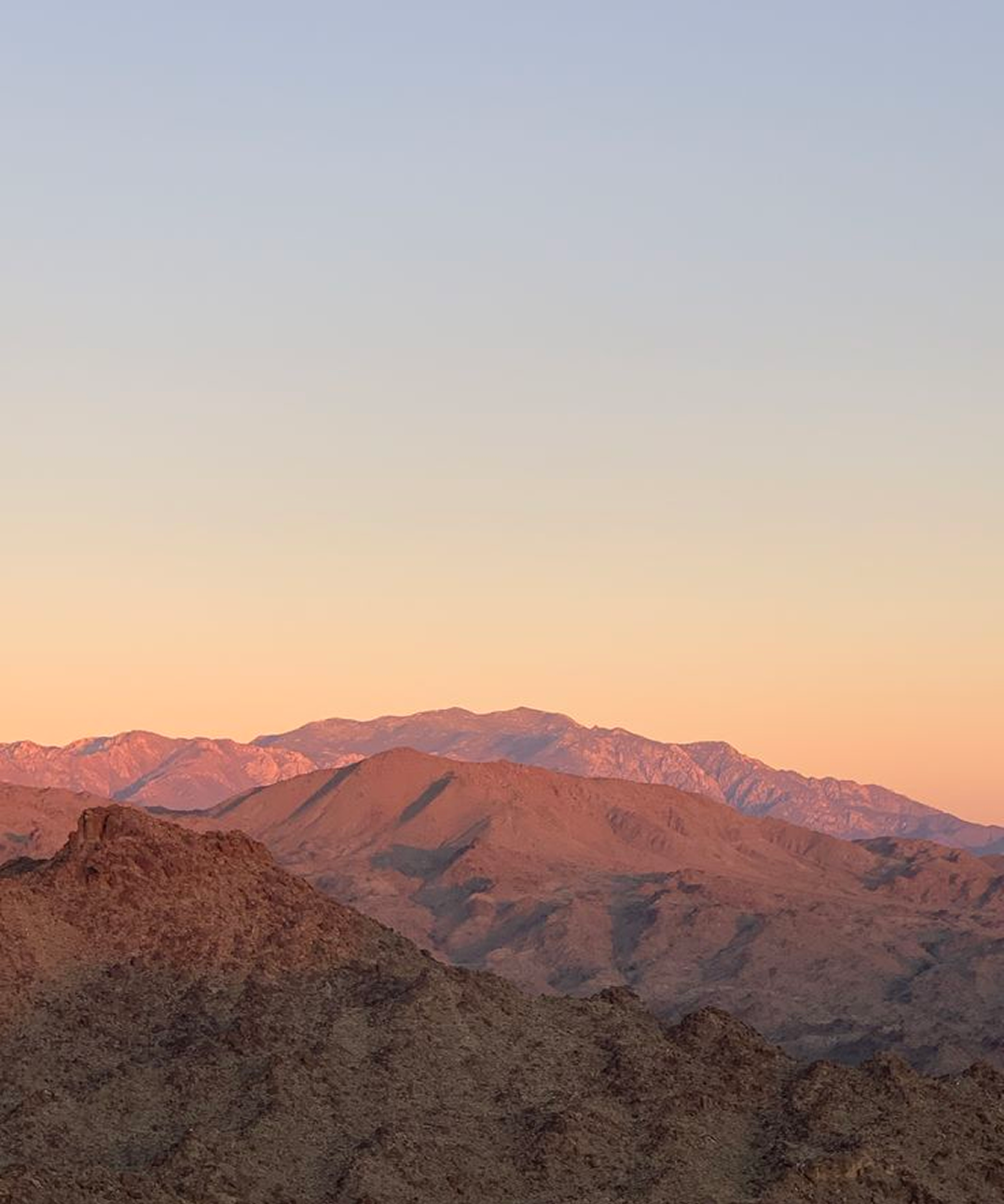 Which Desert Plant Are You?